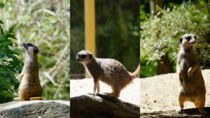 Stets aufmerksam und verspielt: Erdmännchen