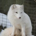 Polarfuchs