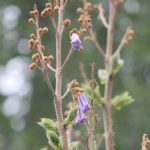 Botanische Führung - Sonntagsführung Mai 2013