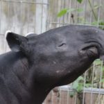 Schabrackentapir