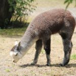 Zoo Magdeburg