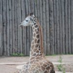 Rothschildgiraffe