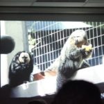 Vortrag - Zoos in der Schweiz