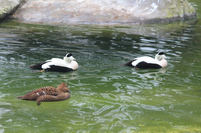 Sonntagsführung März 2015 - Tiere des Nordens