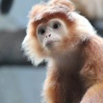 Haubenlangur