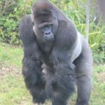 Gorilla