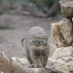 Manul