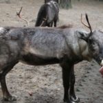 Sonntagsführung Oktober „Ferne Länder – Andere Haustiere“