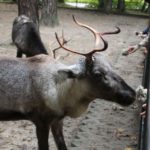 Sonntagsführung Oktober „Ferne Länder – Andere Haustiere“