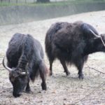 Sonntagsführung Oktober „Ferne Länder – Andere Haustiere“