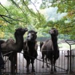 Sonntagsführung Oktober „Ferne Länder – Andere Haustiere“