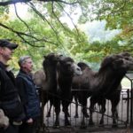 Sonntagsführung Oktober „Ferne Länder – Andere Haustiere“