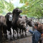 Sonntagsführung Oktober „Ferne Länder – Andere Haustiere“