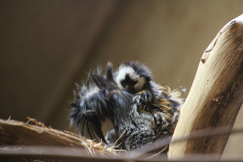 Weißgesichtsseidenäffchen