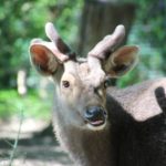 Hinterindischer Sambar