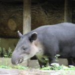 Mittelamerikanischer Tapir