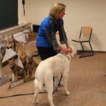 Größenvergleich Wolf und Herdenschutzhund