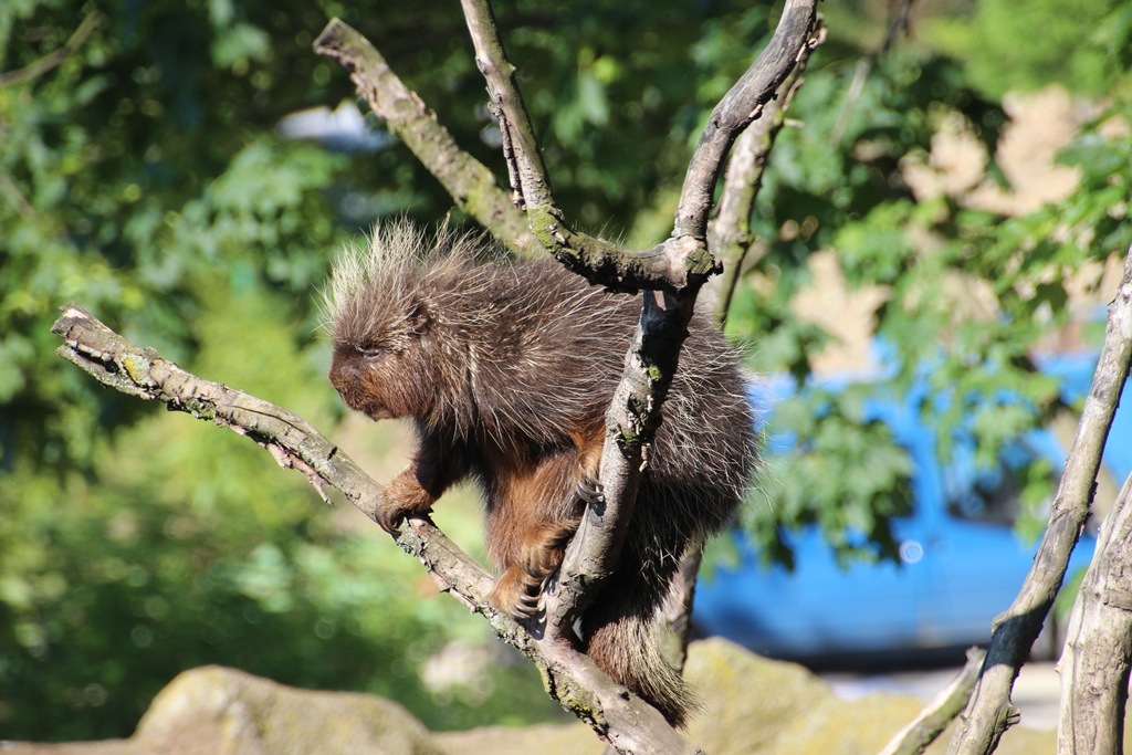 Baumstachler Zoo Prag