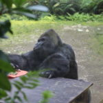 Gorilla Gorgo hat Geburtstag