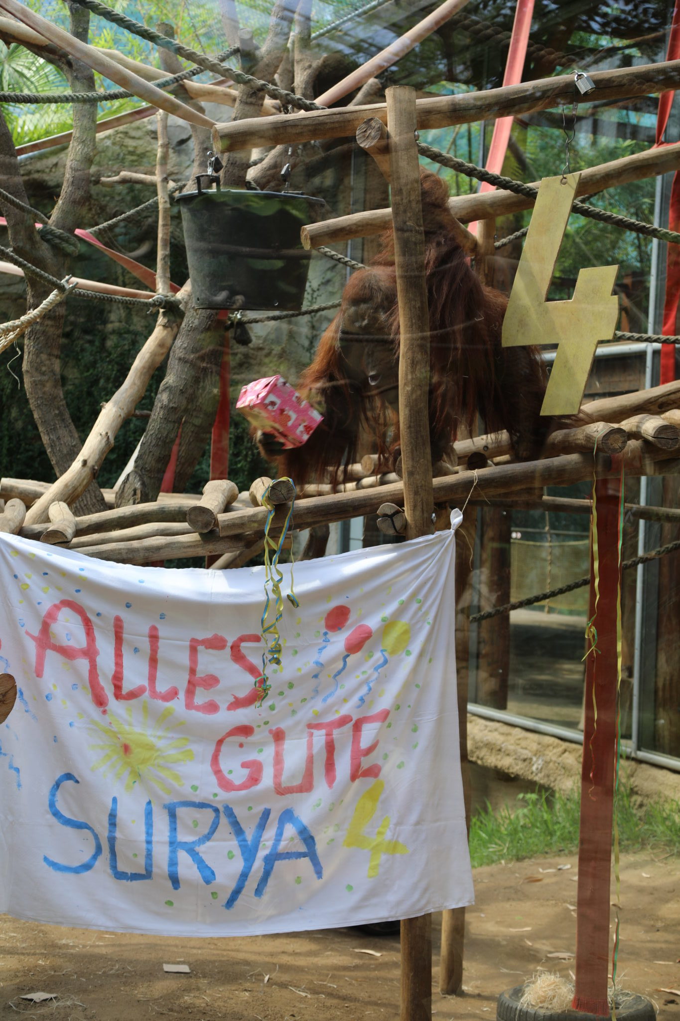 Orang Utan Surya hat Geburtstag