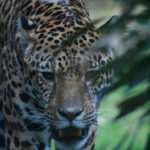 Jaguar männlich Yuma Rostocker Zooverein