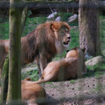 Löwenmännchen mit seinen beiden Damen - Rostocker Zooverein