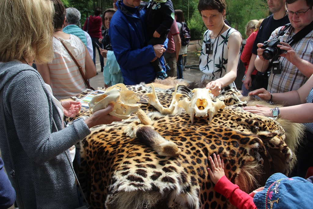 Auf Tuchfühlung mit Fell und Schädel vom Jaguar