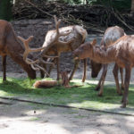 Wapiti mit Nachwuchs