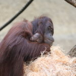 Orang-Utan Mama Hsiao Ning mit ihrem Baby - Darwineum