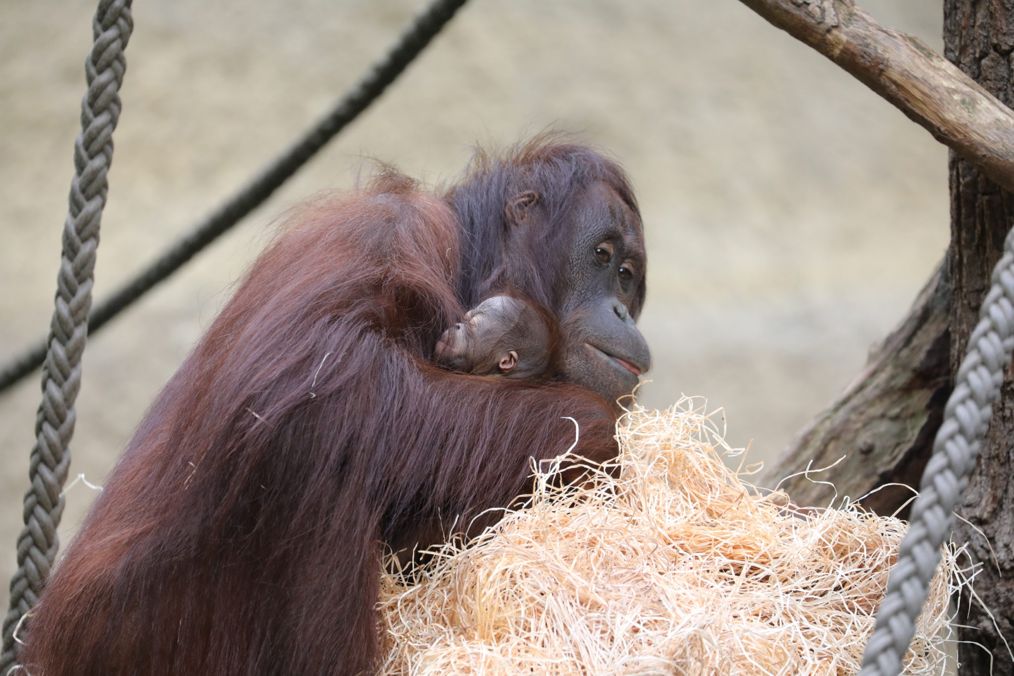 Orang-Utan Mama Hsiao Ning mit ihrem Baby - Darwineum