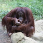 Darwineum Orang Utan Baby