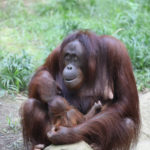 Darwineum Orang Utan Baby