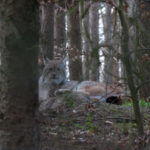 Europäischer Luchs im Wildpark-MV