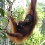 Borneo-Orang-Utan mit Baby auf Kalimantan (Foto: Tobias Pollmer)