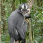 Thomas-Langur auf Sumatra (Foto Tobias Pollmer)