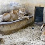 Löwe Chibyee mit den Löwinnen Zima und Akira - Sonntagsführung