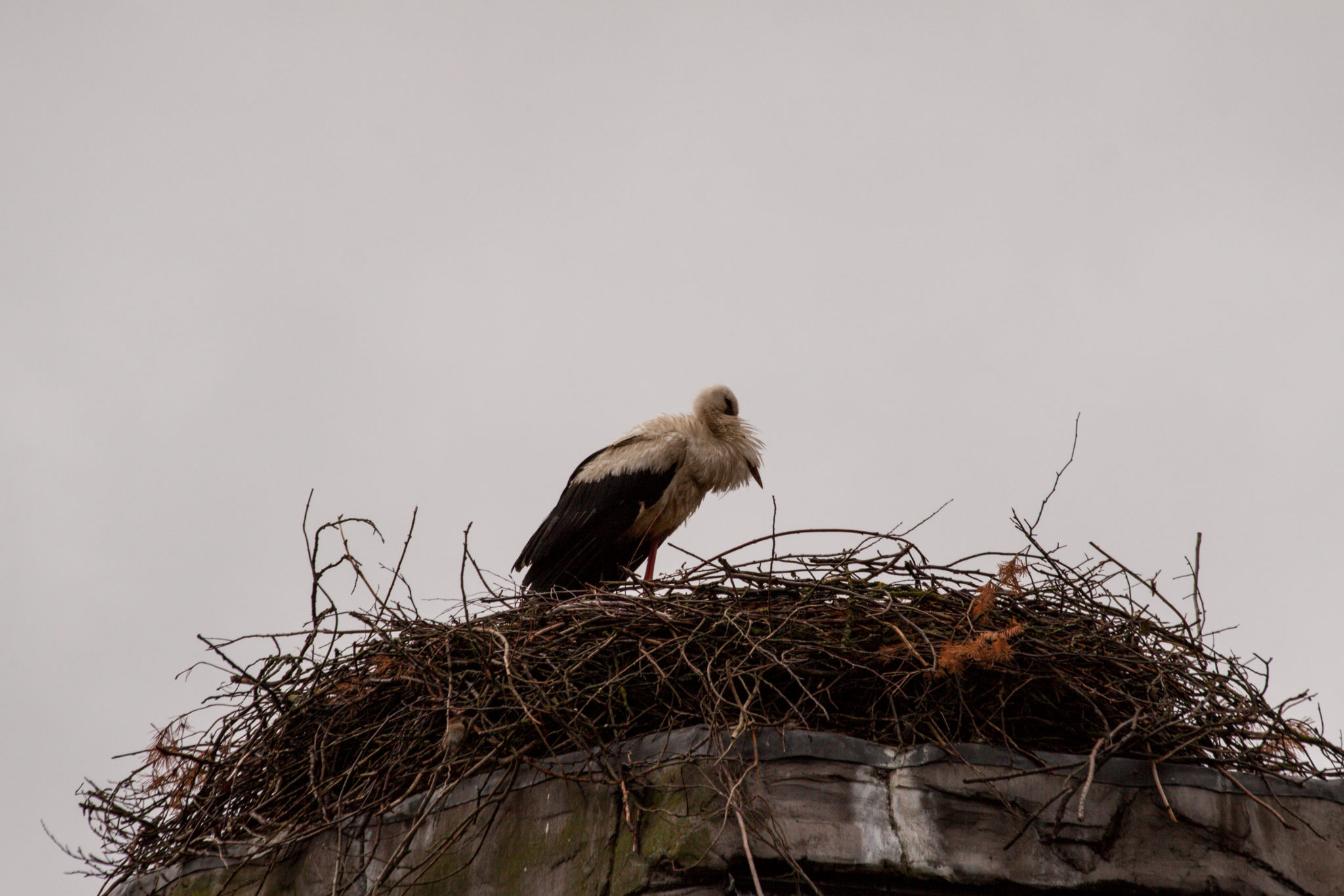 Störche im Zoo, Nest auf dem Wasserturm der alten Bärenburg