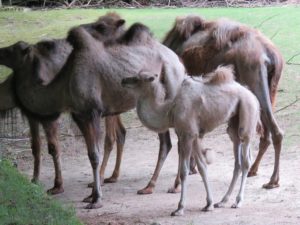 Trampeltiere - Zoo Rostock