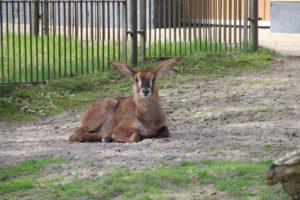 Pferdeantilope - Sonntagsführung Rostocker Zooverein