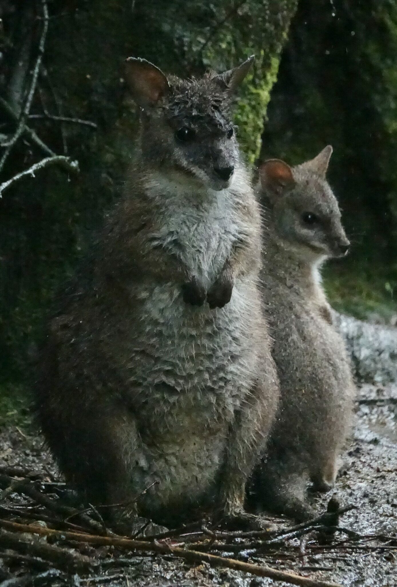 Skaerup Zoo